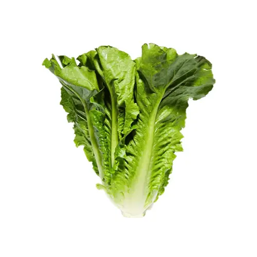 羅蔓生菜／每顆