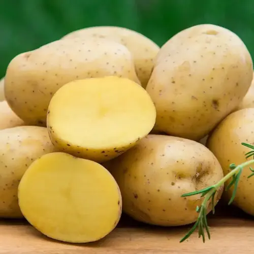 黃馬鈴薯／每 500 克